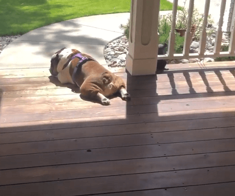 This Adorable Pup Is Throwing A Tantrum Because He Isn't Allowed To Stay Out All Day!