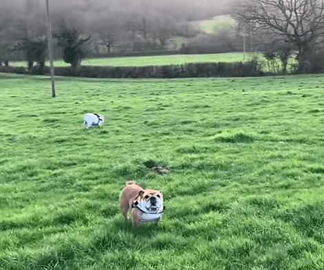 Today's Day Is Perfectly Lined Up For These Happy Little Pups! Check Them Out Here!