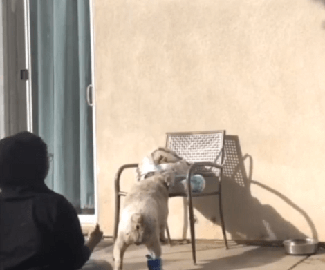 This Adorable Pup Is About To Get A Bath! Check Out This Cute Little Video!