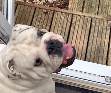This Adorable Pup Went To The Vet A Week Ago, So Let's See What He's Up To Today!