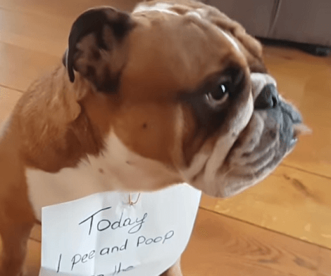 This Adorable Pup Is Guilty And It's Going To Make You Laugh!
