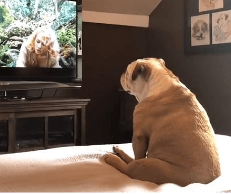 This Adorable Pup Has Incredible Reaction To Actress In Trouble!!
