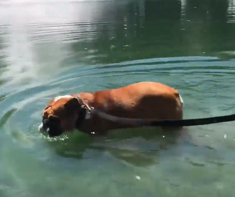 This Adorable Pup Is Going Swimming For The First Time! Check Out His Curiosity!