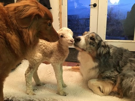After Adopting A Lonely Lamb Family's Dog Decides To Be His New Mommy!