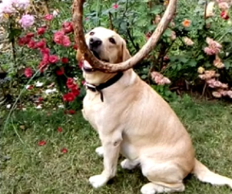 Wait Till You See How This Pup Is Playing With A Rope In Slow Motion!