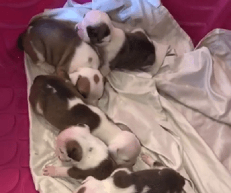 What's Better Than One Puppy? More Than One Ready To Be Cuddled With!