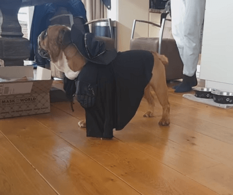 This Adorable Pup Is Totally Ready For This Year's Halloween! Check Out His Costume!