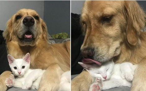 Adorable Pup Who Loves Plushie Toys Gets A Real Kitten To Cuddle With!