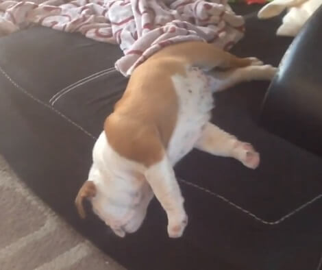 This Adorable Pup Definitely Wins An Award For Sleeping In The Most Awkward Position!