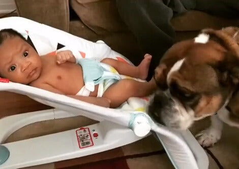 This Adorable Pup Is Meeting His New Baby Brother! Check Out His Reaction!