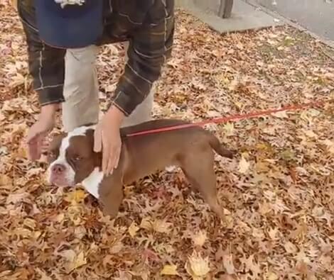 As Soon As This Pup Comes Across Two Strangers, He Runs Back And Forth, Demanding Pets!