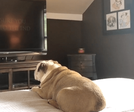 Adorable Pup Reacts To A New Horror Movie Trailer... You Don't Want To Miss This!