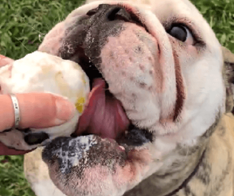This Adorable Pup Absolutely Loves Pupsicles! Watch Him Chomp Away!