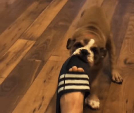 This Adorable Pup Decided To Pull Dad's Sandal While He Was Checking His Email!