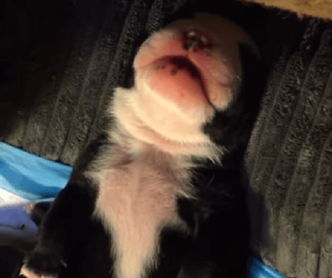 This Adorable Pup Is Busy Dreaming Away! But Keep An Eye On The Cute Twitching!