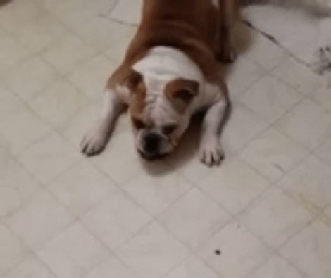 Wait Till You See What This Adorable Pup Is Afraid Of! So Relatable!