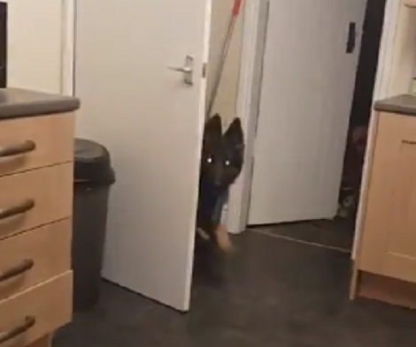Adorable Pup Pulls Girl Skater And Everything Instantly Becomes Hilarious!