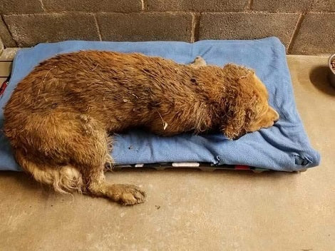 Poor Pup Bullied By Other Pups Finally Knows What It's Like To Be Happy And Loved