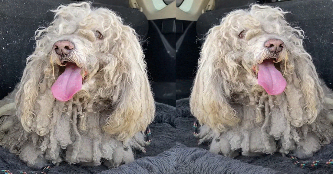 Matted Stray Is Living The Dream After Getting A Haircut And Finding A Home