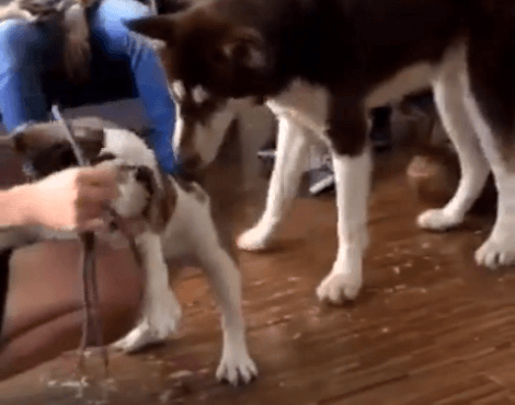 Adorable Pup Meets Huskies! You've Got To See This Reaction!