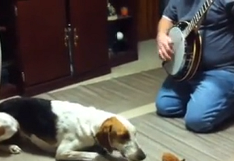 Have You Ever Seen A Puppy Singing Along With Music? You'll Be Amazed!