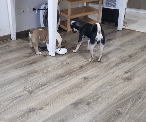 What Happens When Siblings Decide To Play With Each Other? Check This Out!