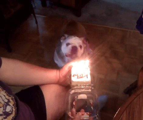 This Adorable Pup Is About To Blow His Birthday Cake - Don't Miss This!