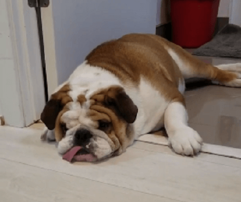Meet The Laziest Pup On The Planet Today! He Doesn't Want To Move A Muscle!