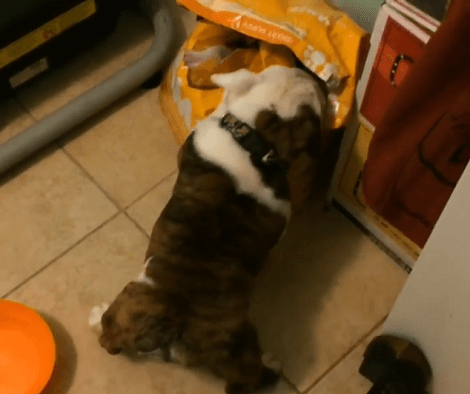Wait Till You See What This Adorable Pup Was Caught Doing! Check Out This Hilarity!
