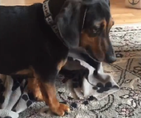 Adorable Pup Gets Mad Sorting Out His Precious Blankets!