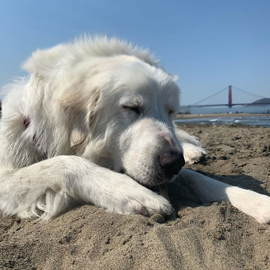 Dog Who Loves Gophers Finds One Digging Out Of A Tunnel