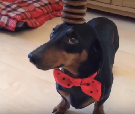 This Adorable Pup Knows Just One Trick And That's Balancing Food!