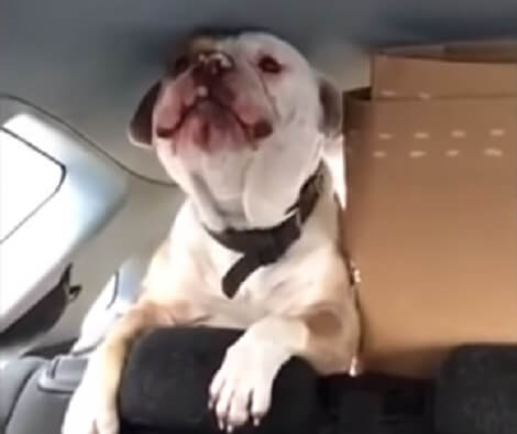This Adorable Pup Does The Cutest Thing When She Hears Sirens!