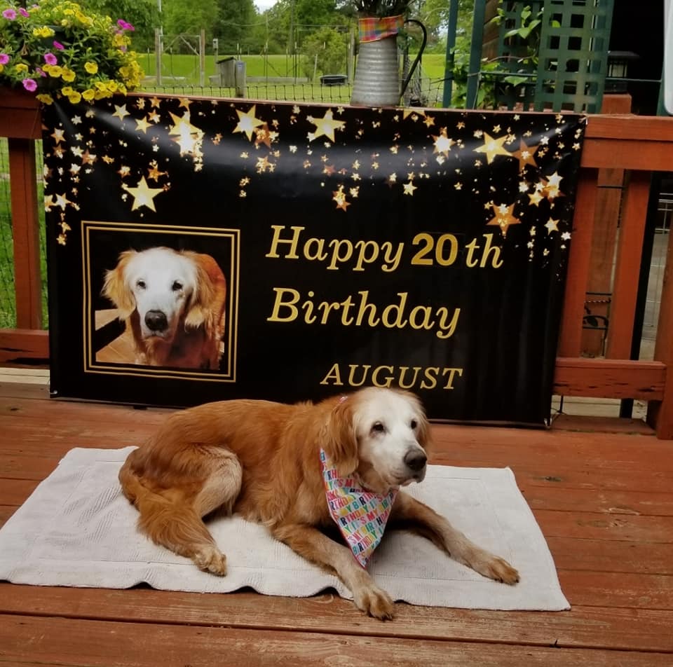 This Dog Just Turned 20 And Becomes The Oldest Living Golden Retriever In History!