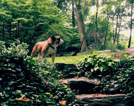 Adorable Pup Gets Challenged By A Wood Frog! What's Going To Happen Now?!