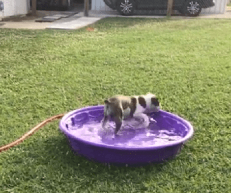 When It's Hot Outside, This Adorable Pup Knows Exactly How To Cool Off!