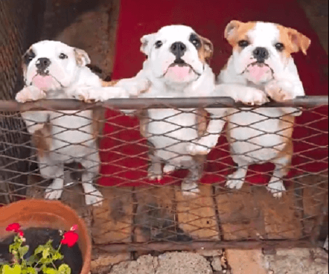 Wait Till You See How Excited These Pups Get When They See Their Parent!