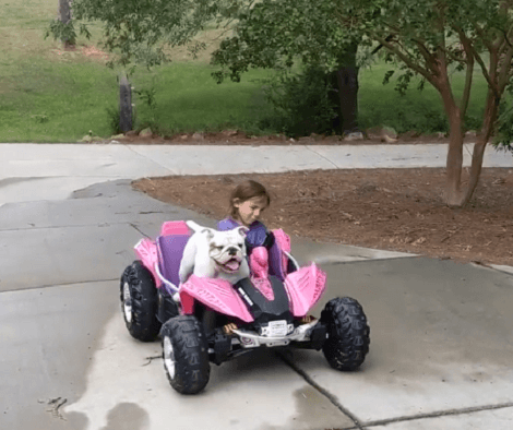Adorable Pup Is Having The Time Of His Life "Driving" With His Young Sibling!