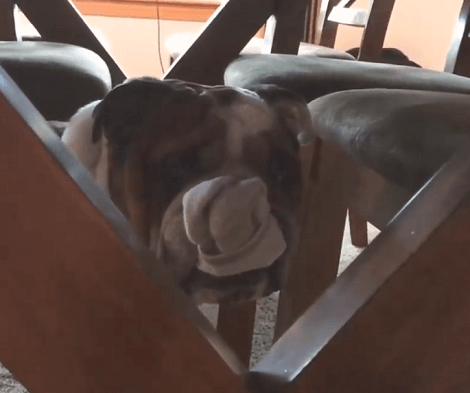 When It's Time To Get Attention, This Adorable Pup Knows Exactly What To Do!