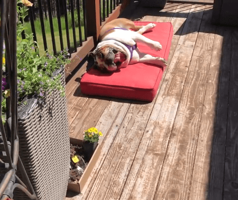 When Mom's Busy Planting Flowers, This Adorable Pup Likes To Stretch And Relax!