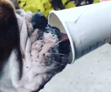 This Adorable Pup's First Puppacino Will Melt Your Heart! His Excitement Has Hit The Roof!