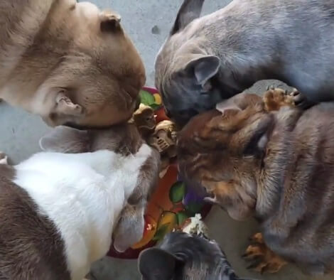 This Adorable Pup Is Celebrating Her Birthday With Her Best Friends!