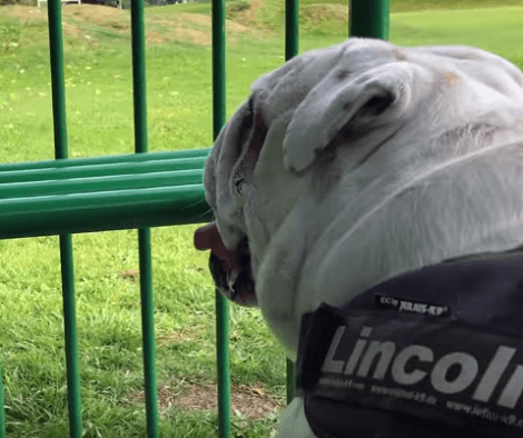 This Adorable Pup Has Fallen In Love With Dad's Bike! Watch His Epic Reactions!