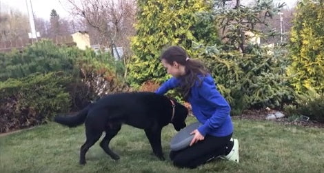 What Is A Day Like In A Life Of An Adorable Pup? Check This Out!