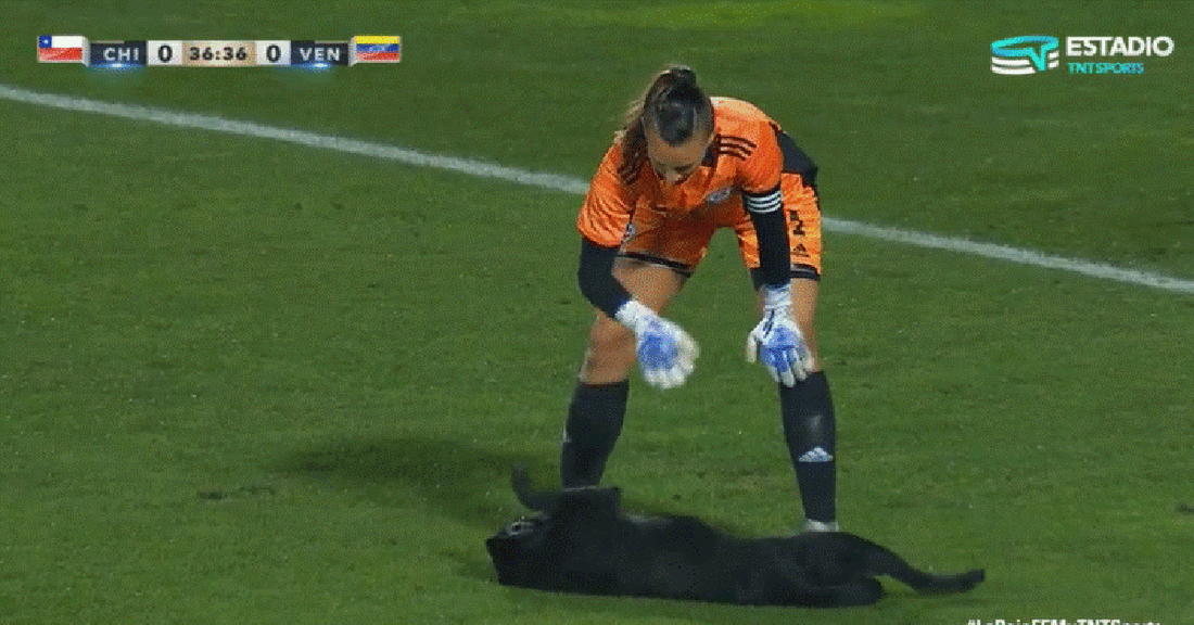 Dog Interrupts Football Match To Get Belly Rubs