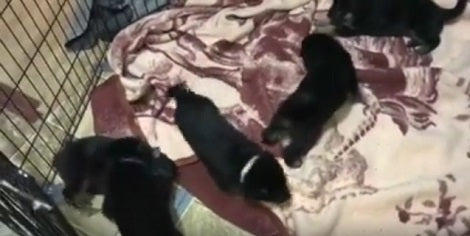 Aww! Watch How These Tiny Adorable Pups Play Wrestle With Each Other!