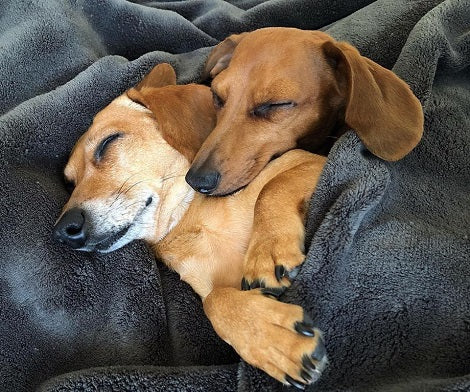 These Adorable Pups Love Each Other So Won't Stop Snuggling! Aww!