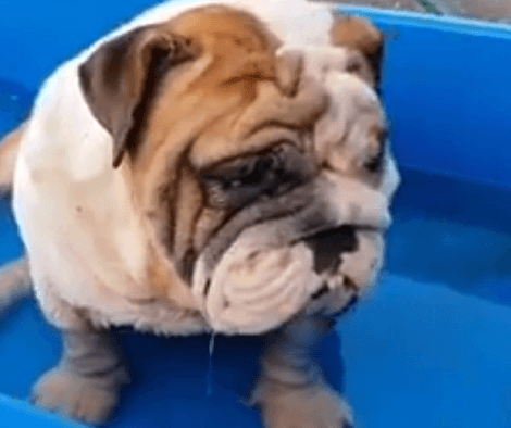 When It's Too Hot Outside, This Adorable Pup Knows Exactly How To Keep Cool!