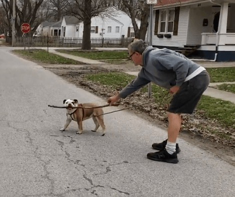 This Adorable Pup Is Absolutely Thrilled To Be Walking With A Stick!