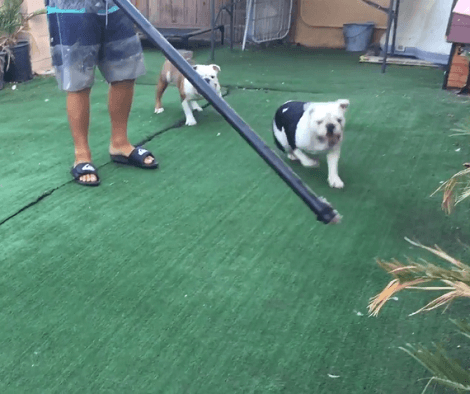 These Pups Have Come Up With A New Way To Have Fun And Stay Fit At The Same Time!